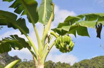 香蕉树怎么种植，香蕉种植方法全过程