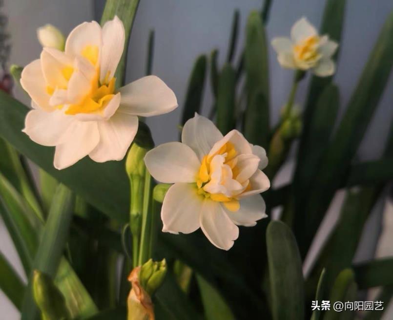 水仙花多久开花，关于水仙花花期简介