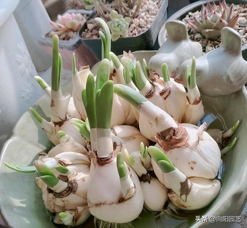 水仙花多久开花，关于水仙花花期简介