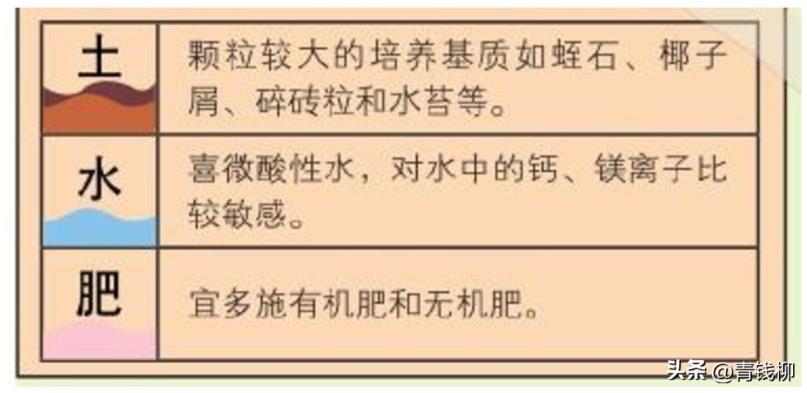 家庭如何养大花蕙兰，大惠兰花的养护和管理