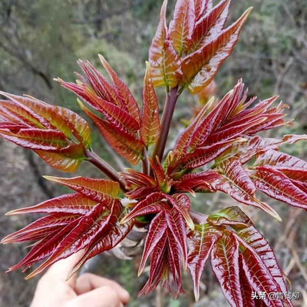 香椿怎么种植，四季香椿的种植方法