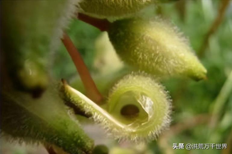 哪些植物传播种子方法，盘点十种植物传播方式