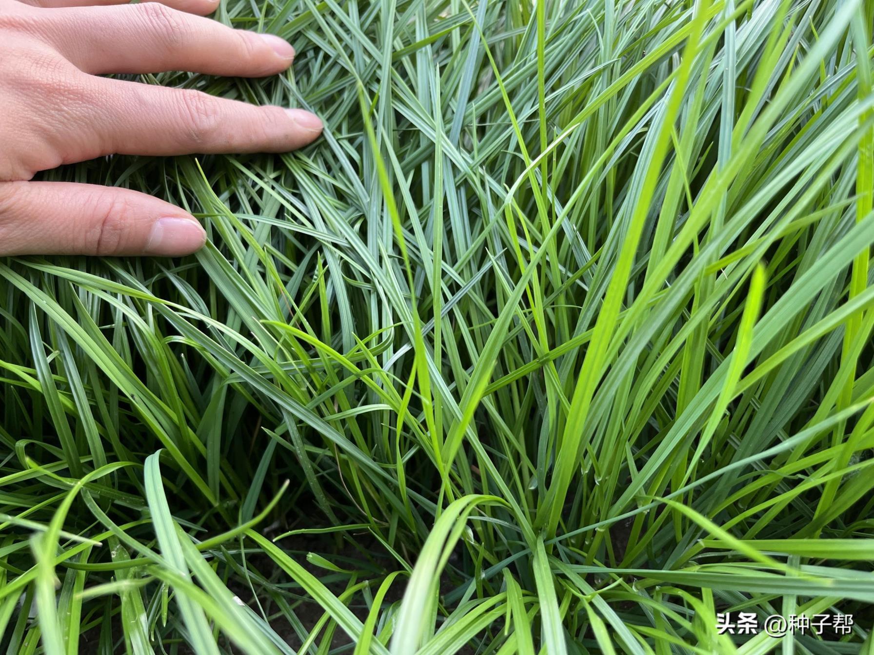 黑麦草种子怎么种植，黑麦草种植技术和管理