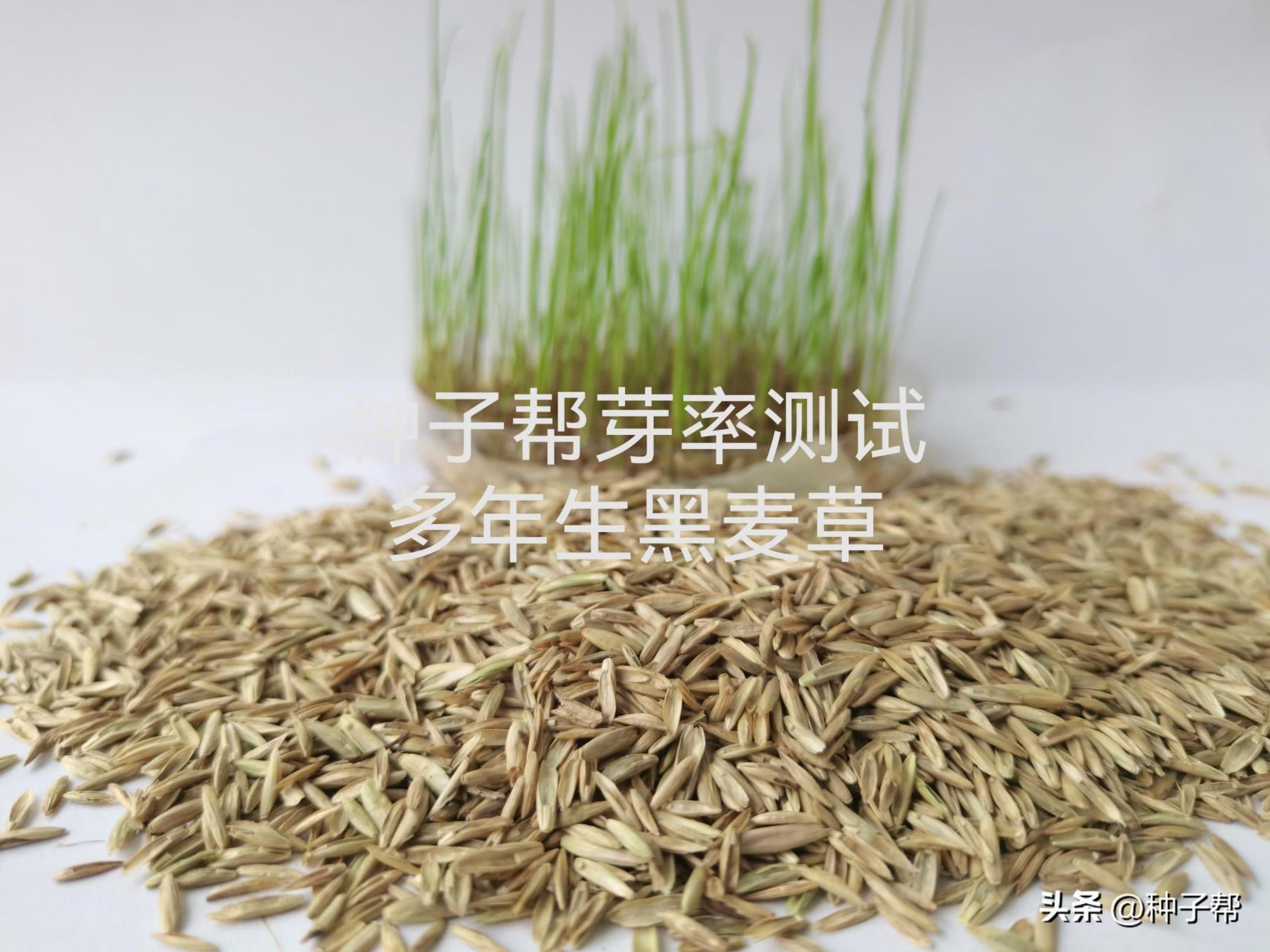 黑麦草种子怎么种植，黑麦草种植技术和管理