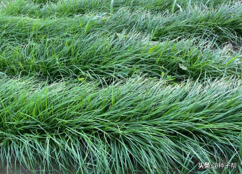 黑麦草种子怎么种植，黑麦草种植技术和管理