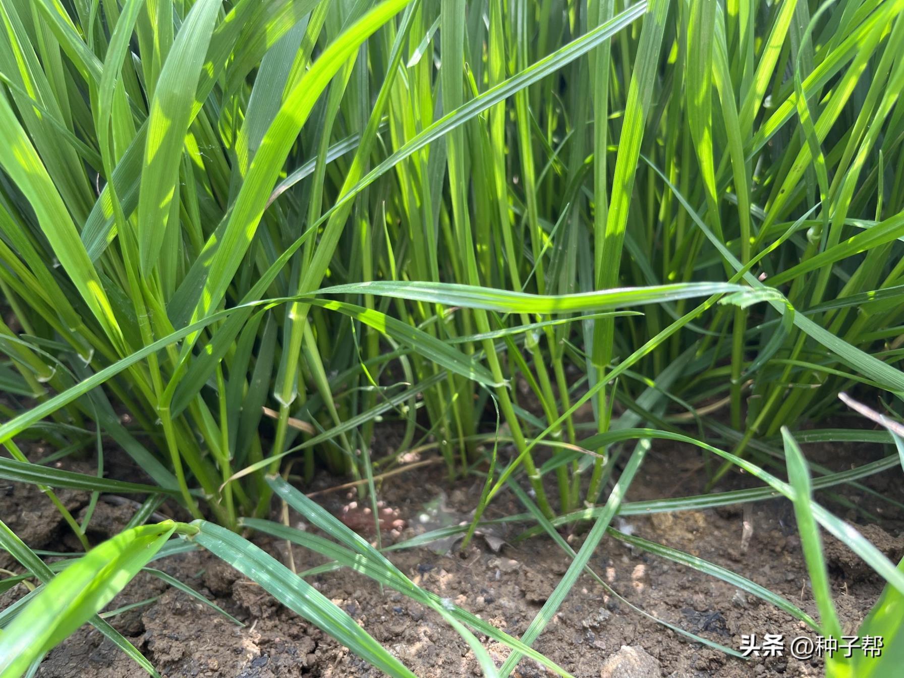 黑麦草种子怎么种植，黑麦草种植技术和管理