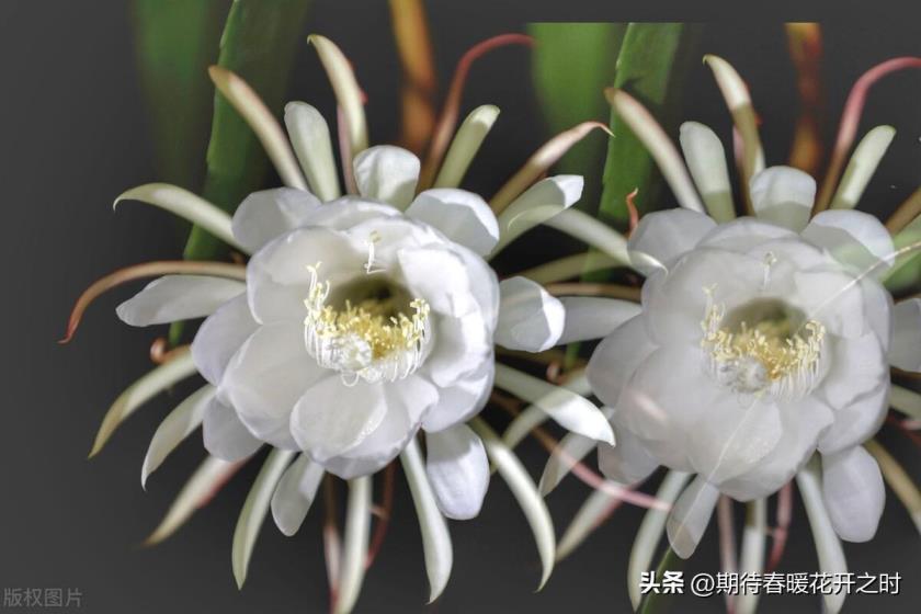 昙花花语是什么意思，浅谈昙花的寓意和象征