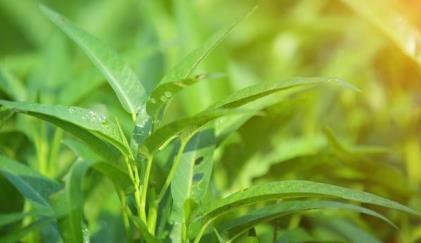 空心菜怎么种植，空心菜的种植方法和注意事项