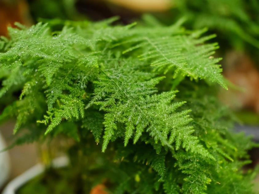 室内水生植物哪些好养，简单好养的水生植物推荐