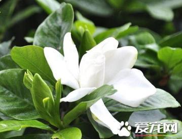 栀子花开什么季节，观赏栀子花花期简介