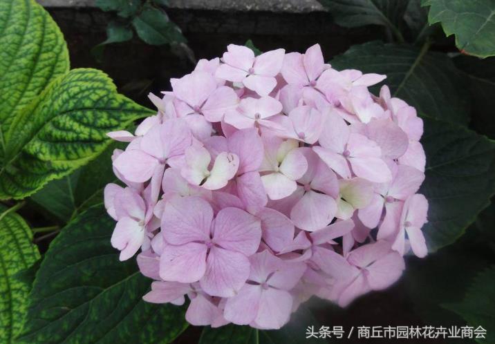 八仙花什么时候开花，观赏八仙花花期简介