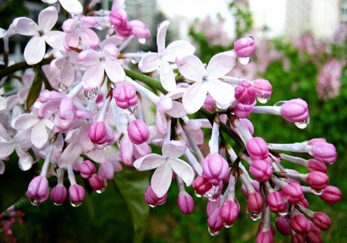 丁香花怎么种植，丁香花的种植方法和注意事项