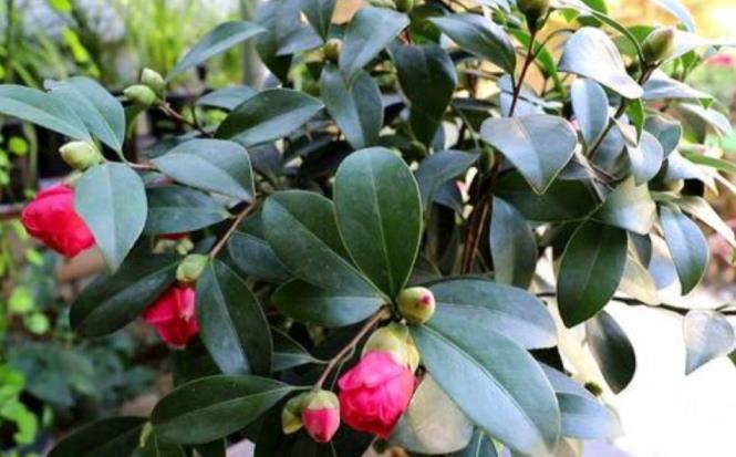 山茶花怎么养才好，山茶花的养护和管理