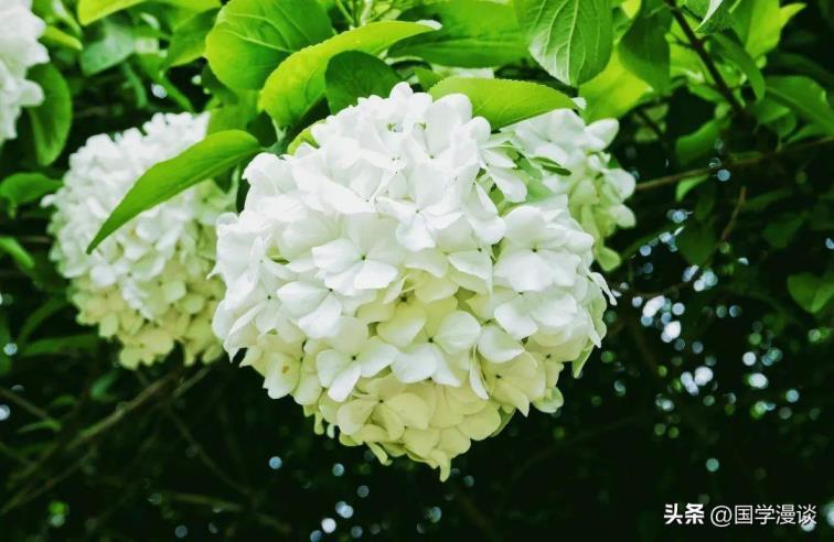 春天常开的花有哪几种，盘点10种代表春天的花