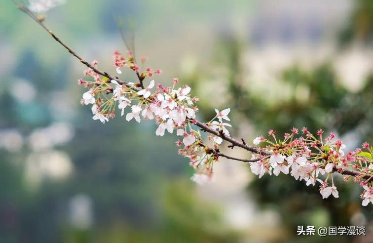 春天常开的花有哪几种，盘点10种代表春天的花