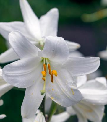 百合花的花语和寓意，浅谈百合花的象征意义