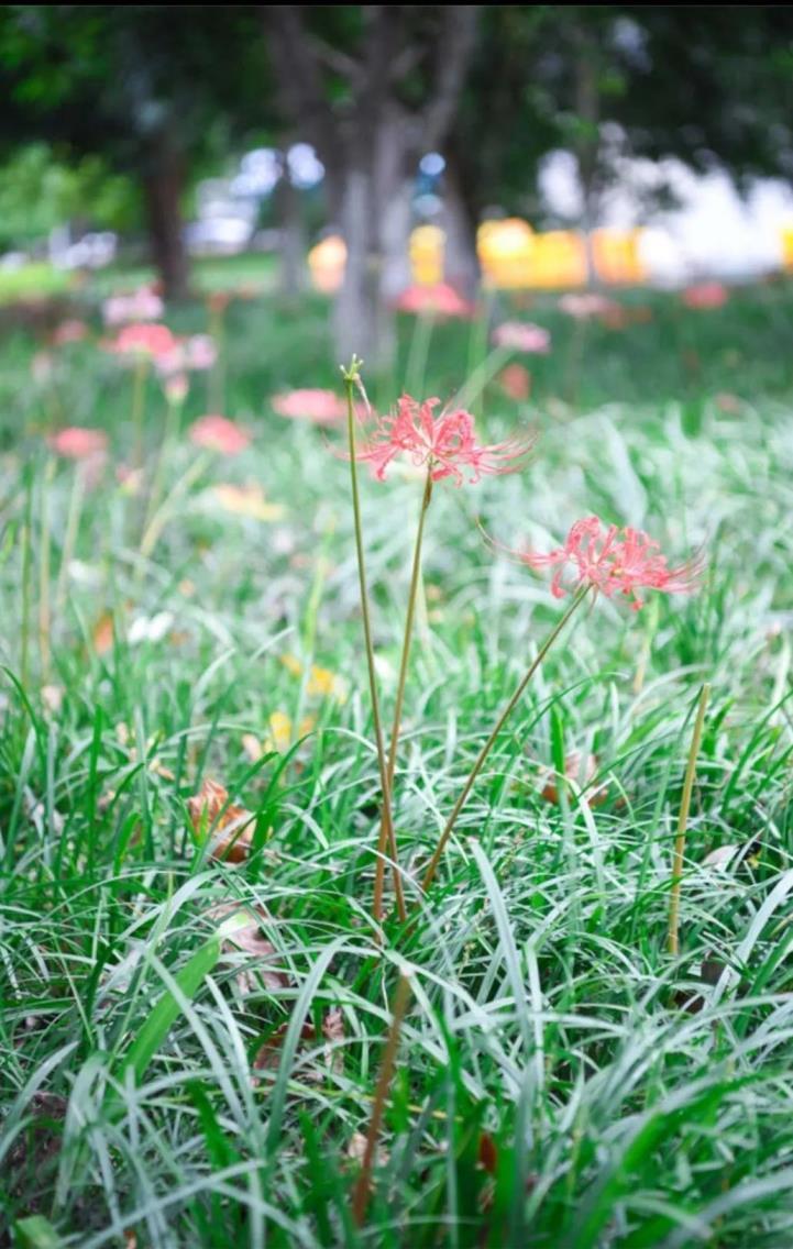 彼岸花语什么意思，彼岸花语什么意思寓意和象征