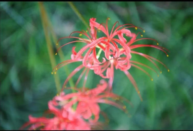 彼岸花语什么意思，彼岸花语什么意思寓意和象征