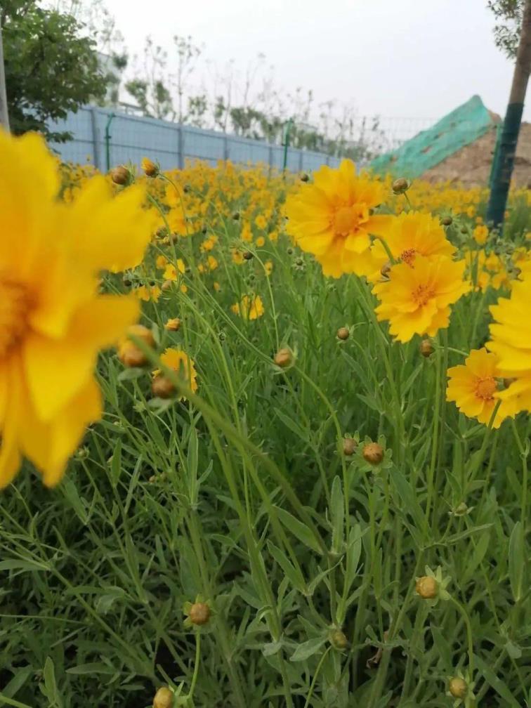 各种小菊花的名称及图片，世界上最罕见的菊花