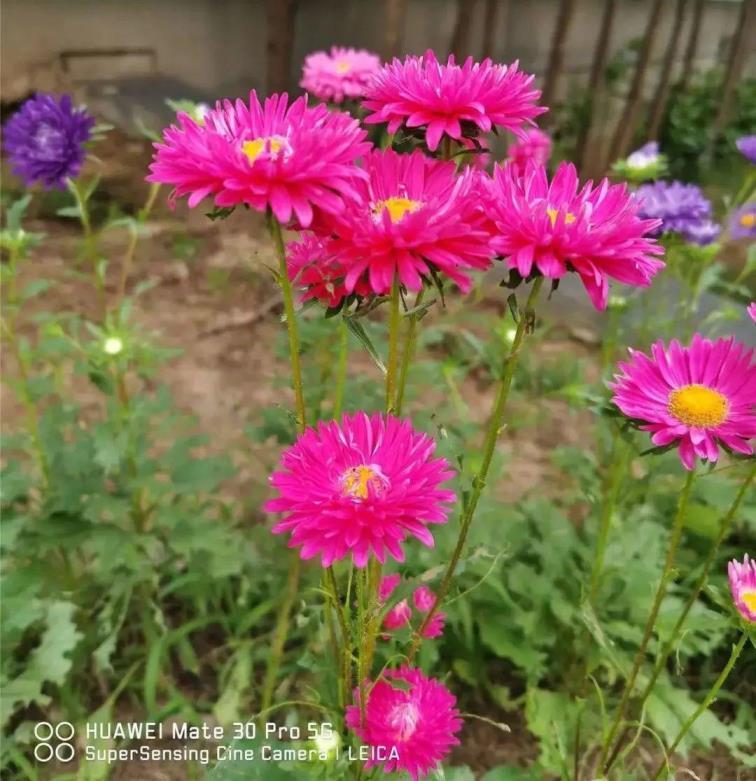 各种小菊花的名称及图片，世界上最罕见的菊花