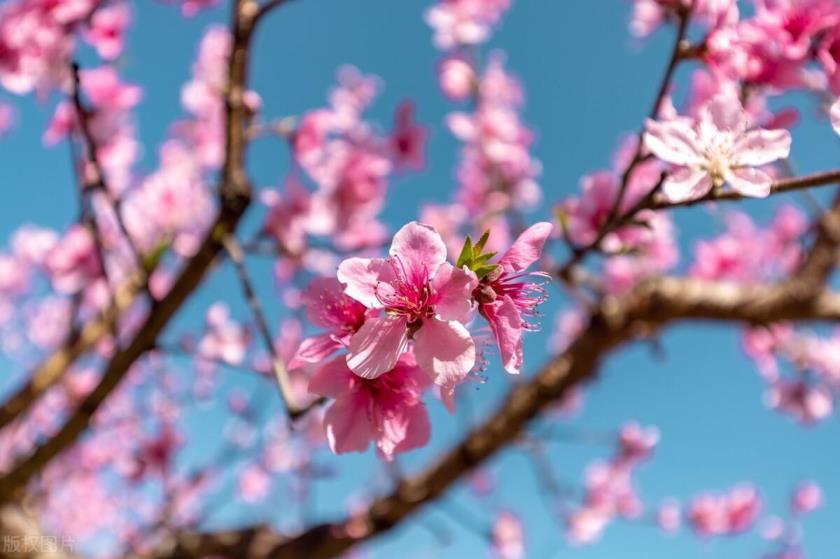 春天有哪些花开放，代表春天的花卉大全