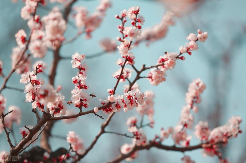 春天有哪些花开放，代表春天的花卉大全