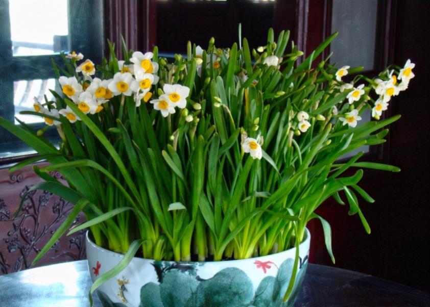 水仙花怎么种植，详解水仙花的栽培技术