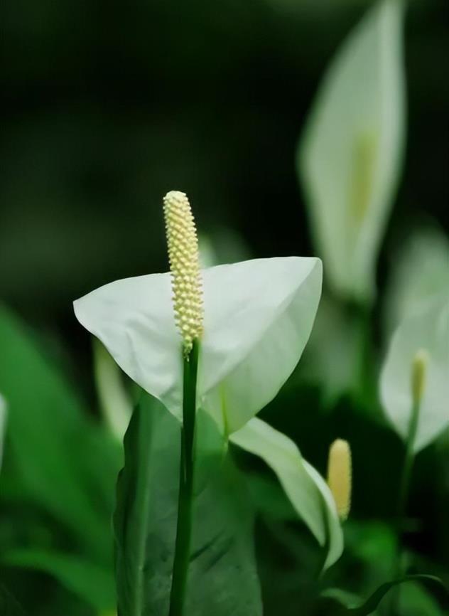 一帆风顺的花语是什么，一帆风顺花的寓意和象征