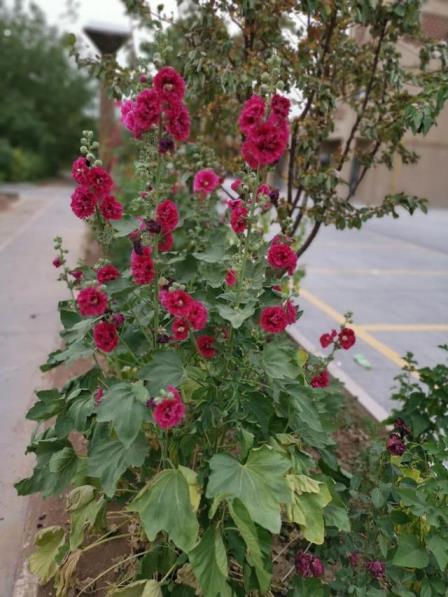 一年生草本花卉有哪些，好养的多年生草本花卉大全