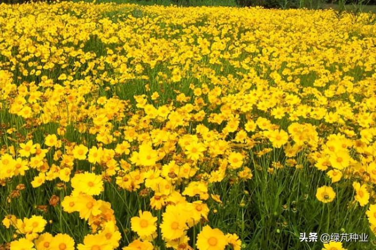 大花金鸡菊怎么种植，金鸡菊的种植方法和时间