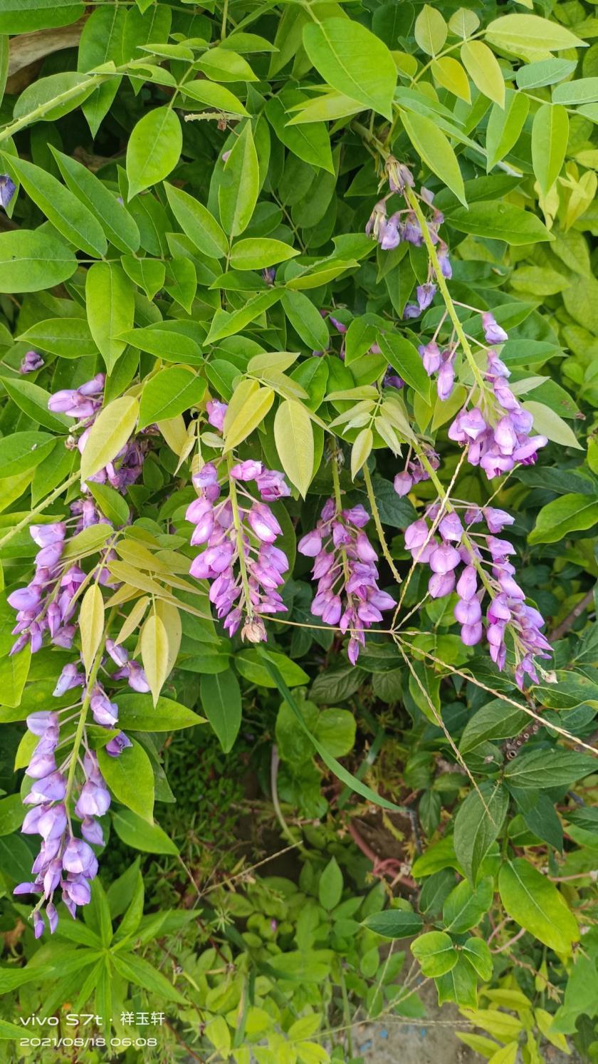 紫藤花什么时候种植，紫藤的种植时间和方法