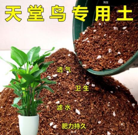 天堂鸟绿植怎么养，天堂鸟养护的正确方法