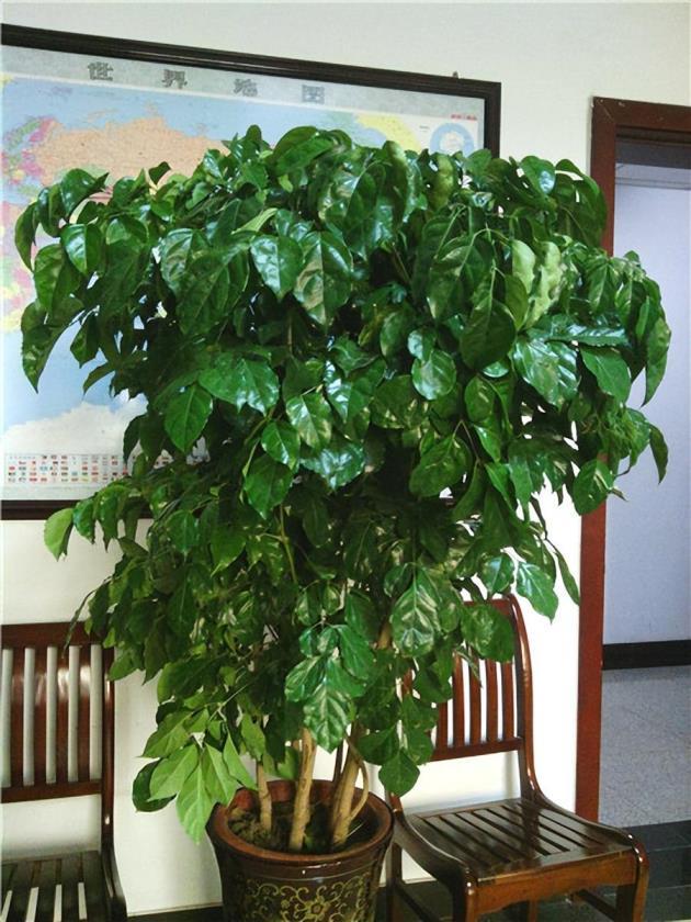 室内观叶植物有哪些，室内大型观叶绿植介绍