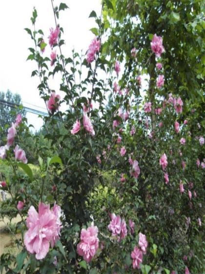 木槿花象征着什么，浅谈木槿花的花语和寓意