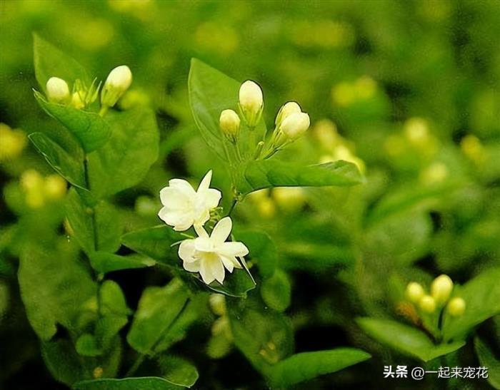 茉莉花冬天怎么养，详解茉莉花冬季养护要点