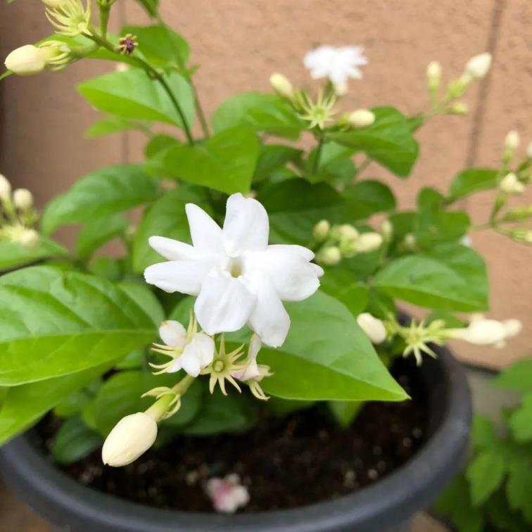 盆栽茉莉花怎么养，茉莉花养殖方法讲解