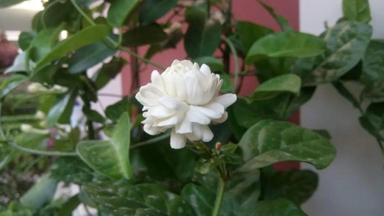 盆栽茉莉花怎么养，茉莉花养殖方法讲解