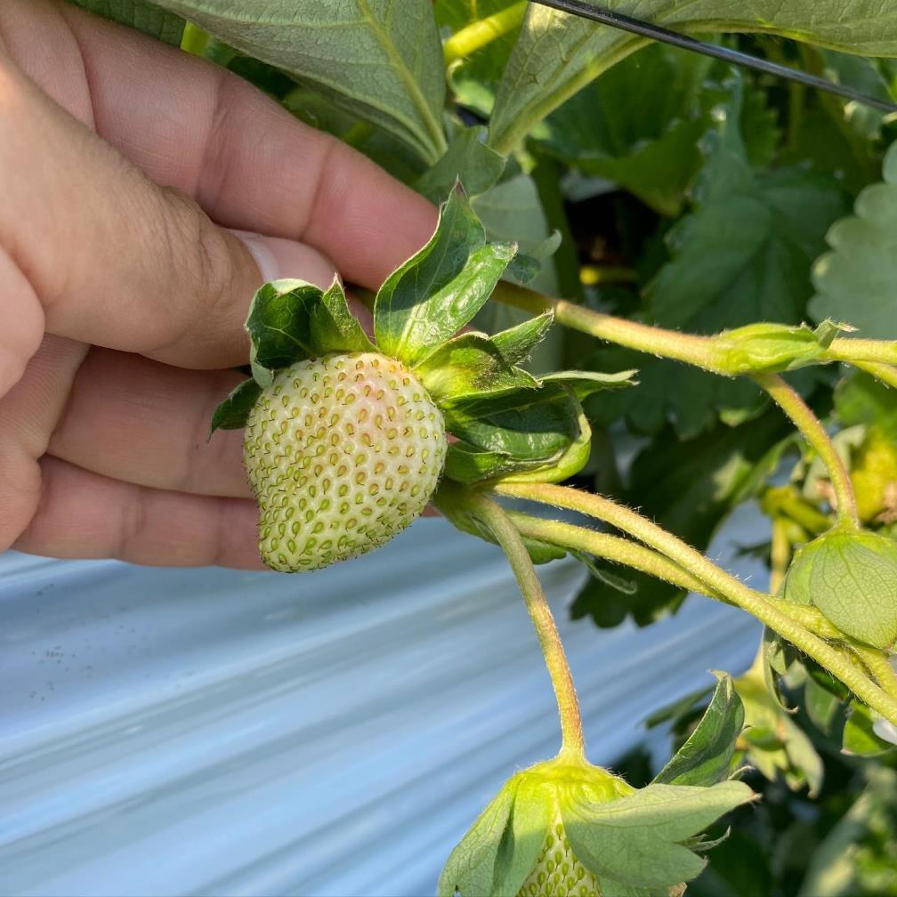 草莓种什么时候种，草莓种植方法和时间