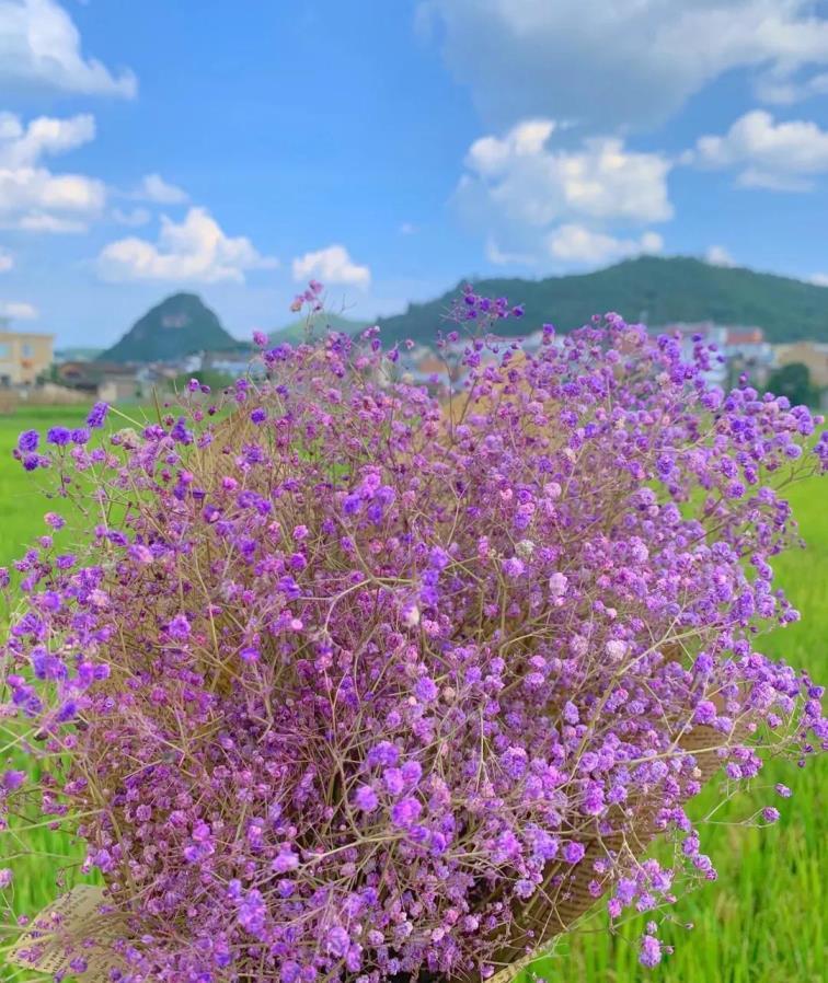 满天星的花语和寓意，不同颜色满天星的象征意义