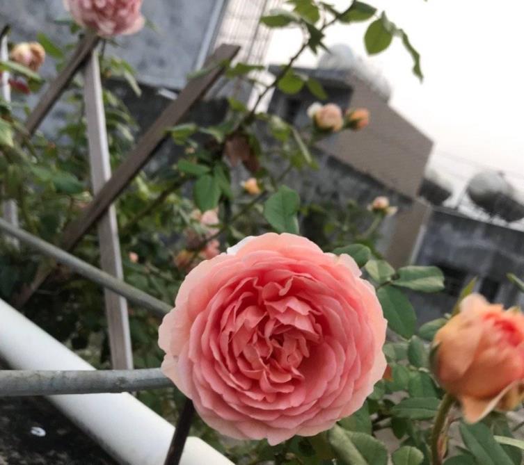 地栽月季花如何栽，有关月季花的种植步骤