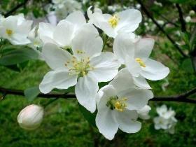 海棠花怎么养殖，海棠花种植和养护方法