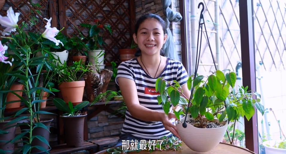 倒挂金钟夏天怎样养护，植物倒挂金钟的养殖方法