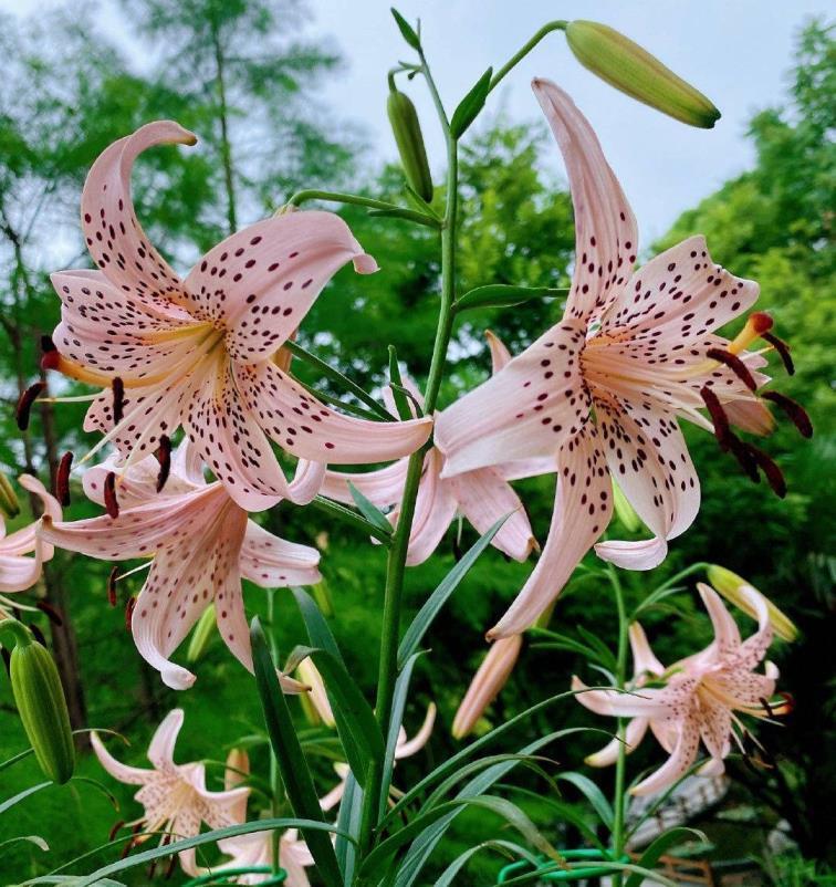 适合庭院种植的花卉有哪些，盘点5种常见的庭院花卉