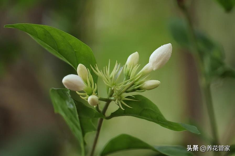 秋天有哪些花开放，盘点十种秋天常见的花卉