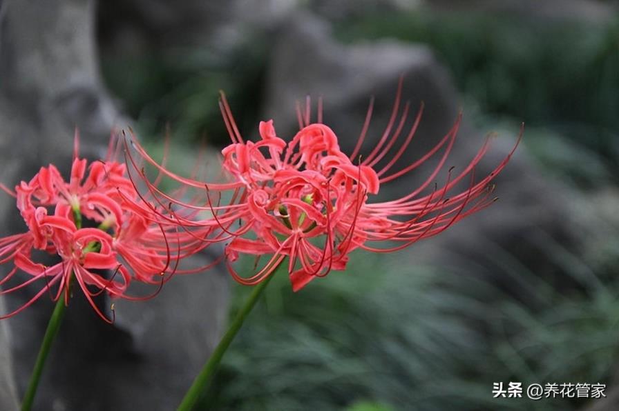 秋天有哪些花开放，盘点十种秋天常见的花卉