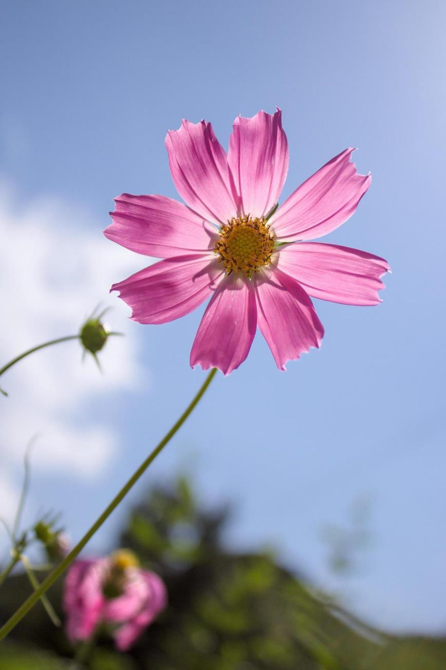 格桑花什么时候播种最好，格桑花播种时间和方法