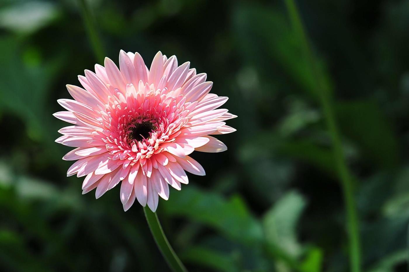 格桑花什么时候播种最好，格桑花播种时间和方法