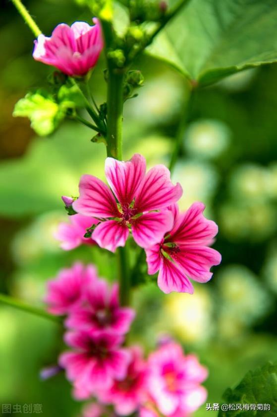 蜀葵花花语是什么，描述蜀葵的寓意和象征