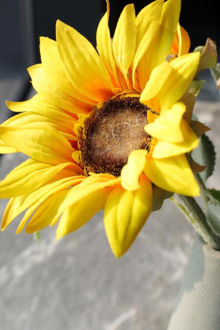 太阳花花语是什么，太阳花的寓意和象征