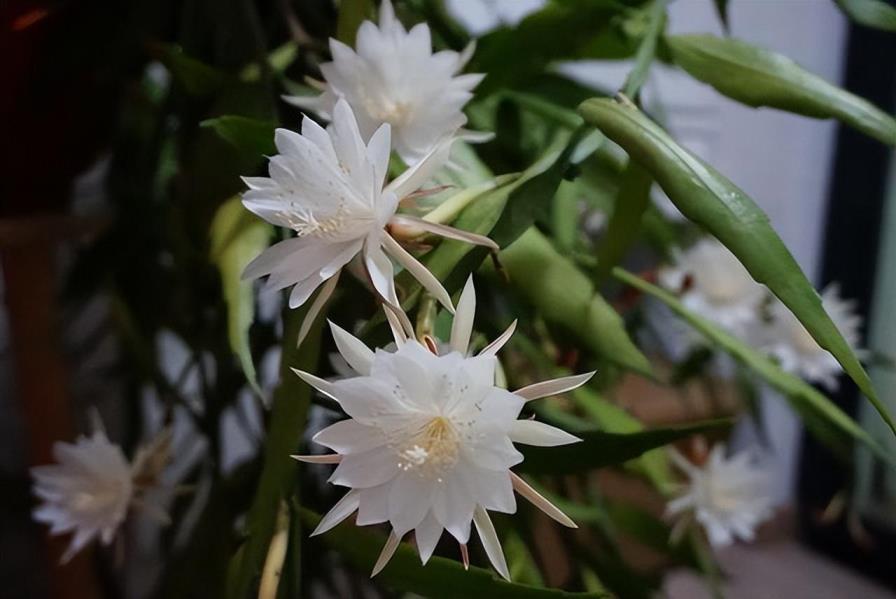 昙花怎么养才能开花，详解昙花养护知识